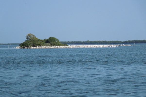 white-pelicans-russsell-pass